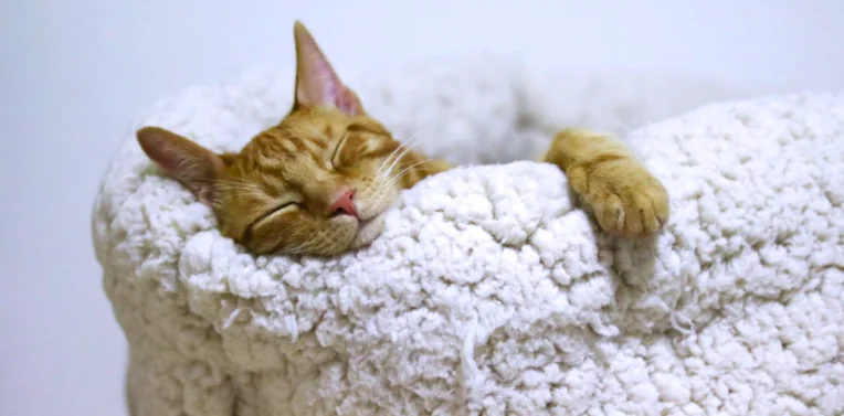 Gatto, quanto costa mantenerlo